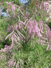 Tamarix chinensis