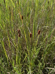 Typha laxmannii