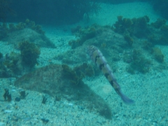 Eupetrichthys angustipes