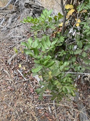 Cupaniopsis anacardioides