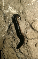 Ommatoiulus moreleti