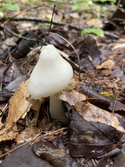 Cuphophyllus virgineus