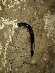 Ommatoiulus moreleti