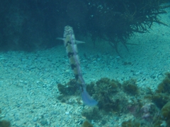 Eupetrichthys angustipes