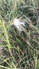 Andropogon