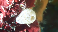 Didemnum conchyliatum