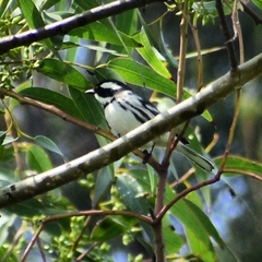 Setophaga nigrescens