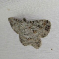 Iridopsis defectaria