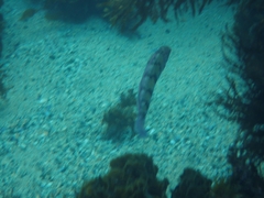 Eupetrichthys angustipes