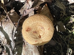 Lactarius vinaceorufescens