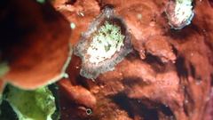 Didemnum conchyliatum