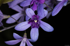 Petrea