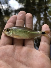 Actinopterygii
