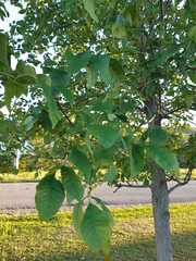 Fraxinus pennsylvanica