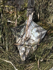 Platichthys stellatus
