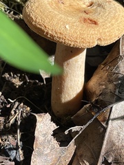 Lactarius vinaceorufescens