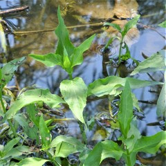Gymnocoronis spilanthoides