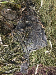 Platichthys stellatus