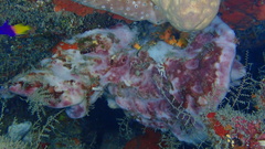 Petrosia pellasarca
