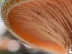 Lactarius vinaceorufescens