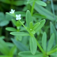 Galium tinctorium