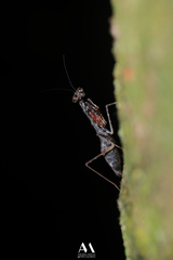 Bantiinae