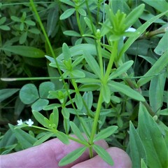 Galium tinctorium