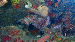 Petrosia pellasarca