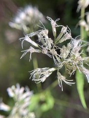 Eutrochium purpureum