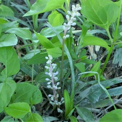 Liriope muscari