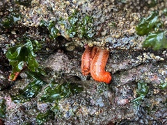Cucumaria miniata