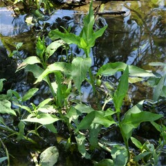 Gymnocoronis spilanthoides