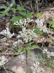 Eutrochium purpureum