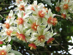 Pereskia aculeata