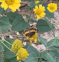 Chlosyne californica