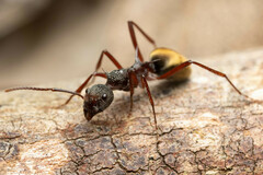 Dolichoderus extensispinus