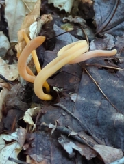 Clavulinopsis appalachiensis