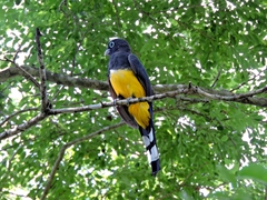 Trogon melanocephalus