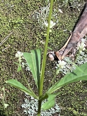 Eutrochium purpureum