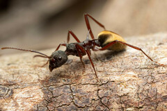 Dolichoderus extensispinus