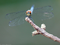 Brachydiplax denticauda