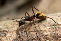 Dolichoderus extensispinus