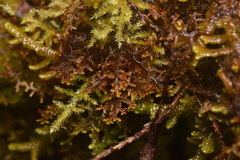 Frullania nisquallensis