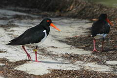 Haematopus longirostris