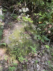 Eutrochium purpureum