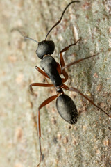 Camponotus hartogi