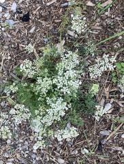 Anthriscus sylvestris