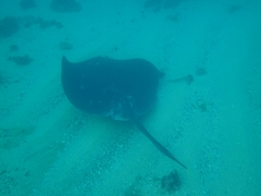 Bathytoshia brevicaudata