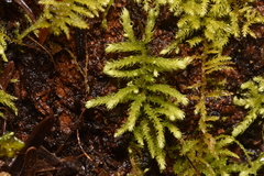 Claopodium