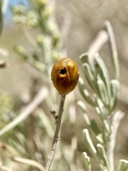Rhopalomyia obovata